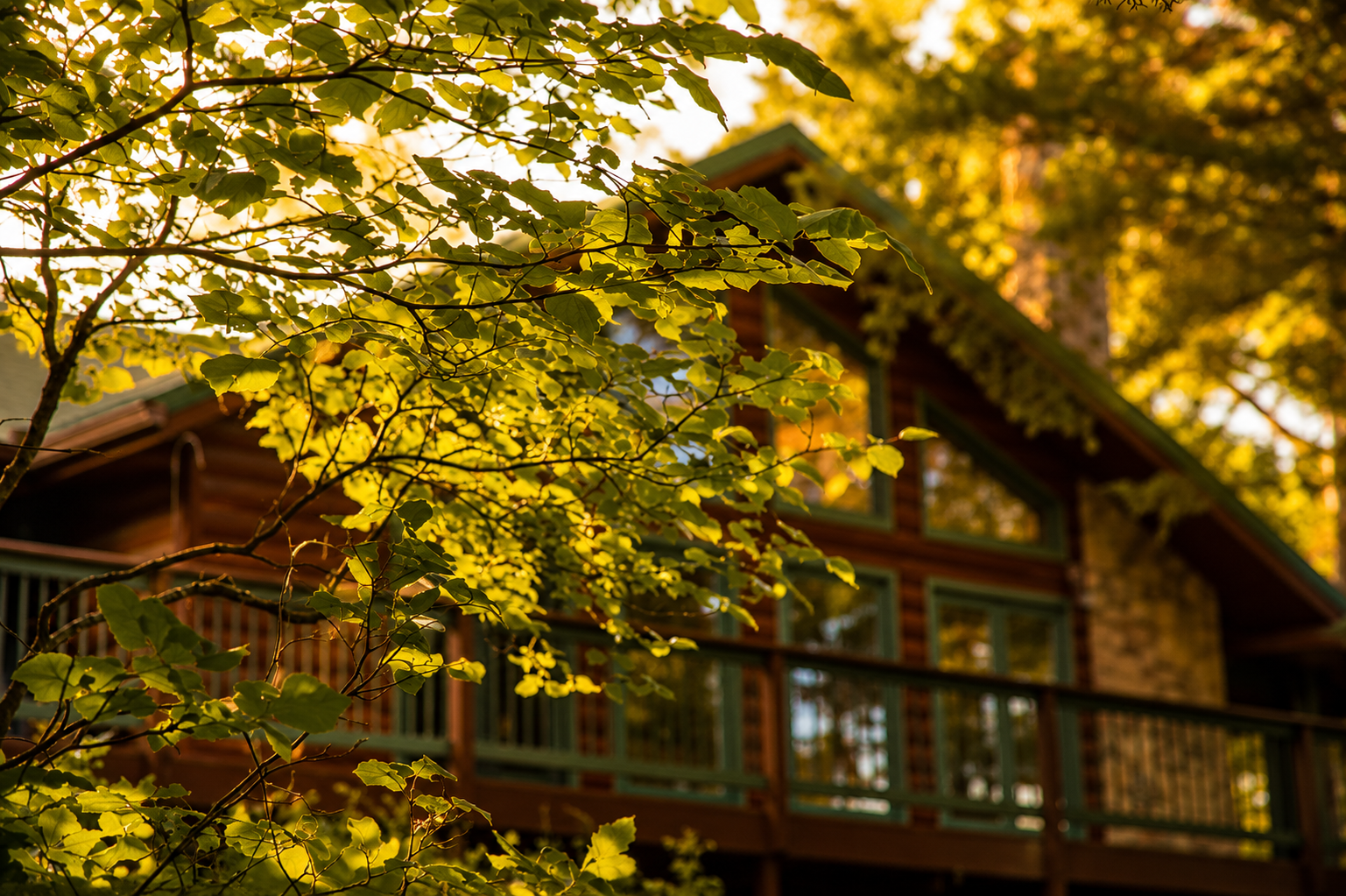 Sunlit leaves framing the lodge