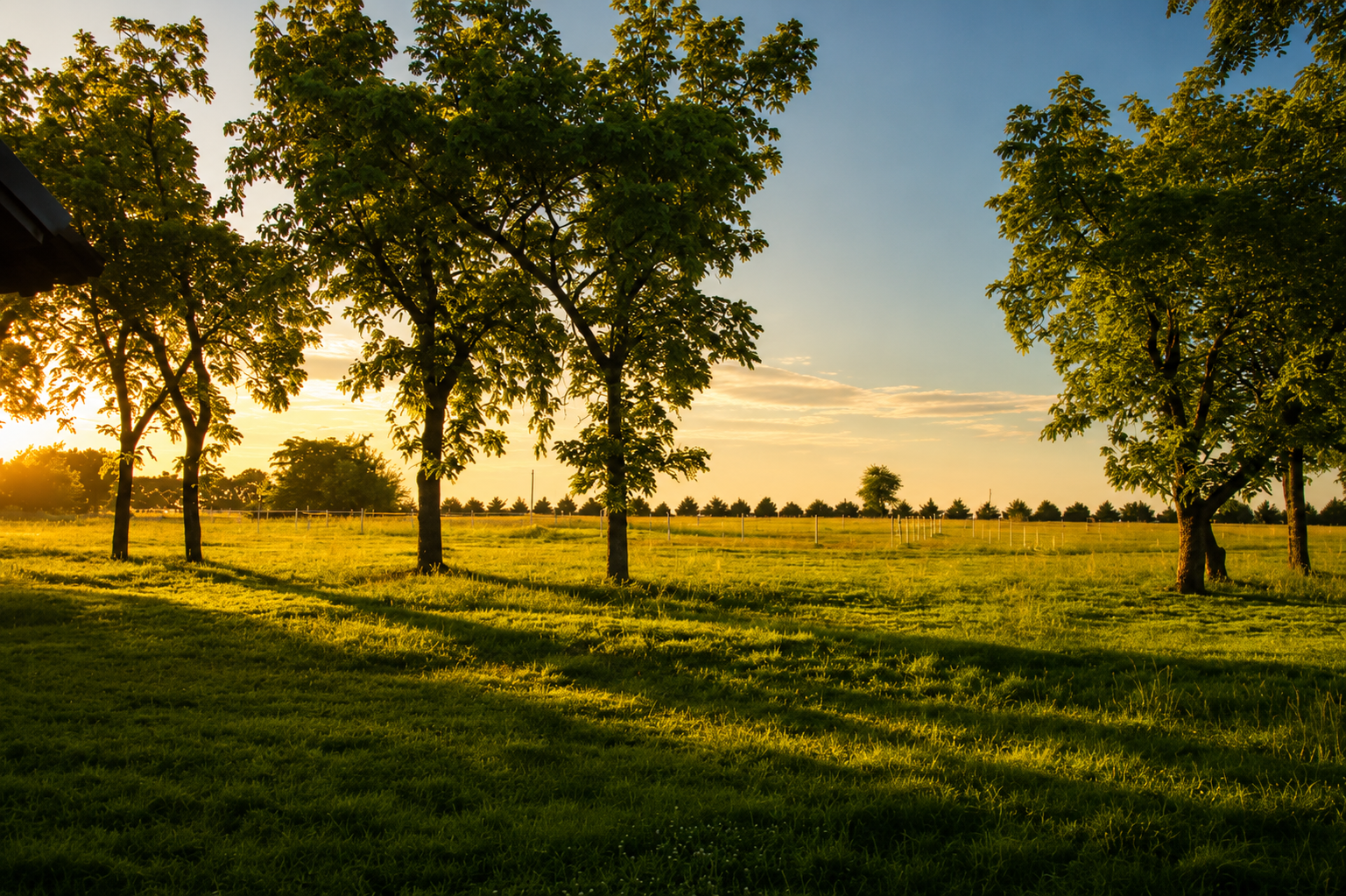 Open meadow lined with trees in late afternoon light